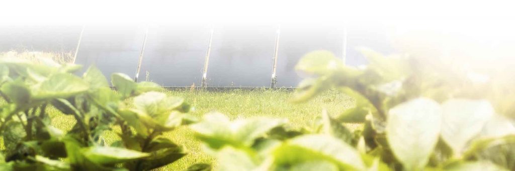 Solarmodule auf einer Wiese, im Vordergrund unscharfe grüne Pflanzen.