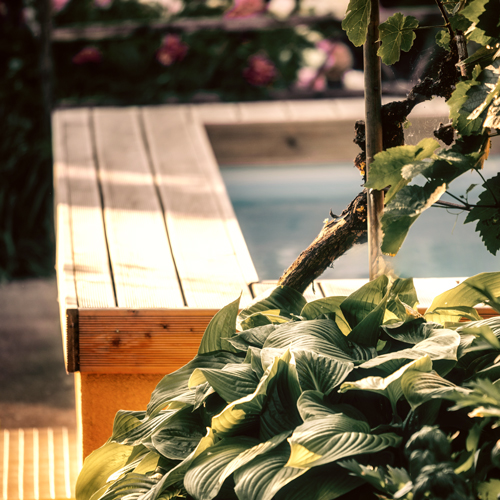 Pflanzen mit großen grünen Blättern vor einem Holzrand eines Gartenpools, im Hintergrund unscharfe Blumen.